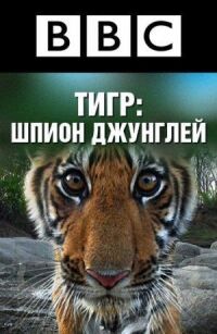 Постер к фильму BBC: Тигр — шпион джунглей смотреть онлайн на киного