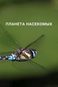 Постер к фильму Планета насекомых смотреть онлайн на киного